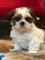 Lhasa apso pups, Parvo, België, Overige rassen, 8 tot 15 weken