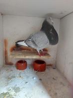 duivinnen en doffer, Dieren en Toebehoren, Vogels | Duiven, Meerdere dieren, Kropper