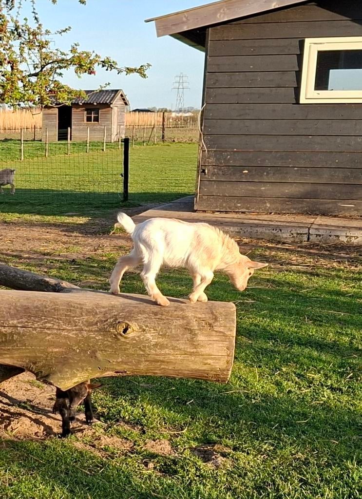 Mooie camel kleurige moeder geit met 1 jong lam, Vrouwelijk, Schaap