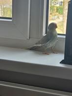 GEZOCHT! Een tamme kakariki man of jonge catharina (pop), Dieren en Toebehoren, Vogels | Parkieten en Papegaaien, Parkiet, Tam