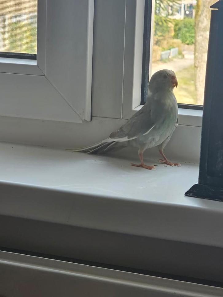 GEZOCHT! Een tamme kakariki man of jonge catharina (pop), Dieren en Toebehoren, Vogels | Parkieten en Papegaaien, Parkiet, Tam