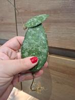 Hoya caudata stekken, Huis en Inrichting, Ophalen of Verzenden, Halfschaduw, Minder dan 100 cm