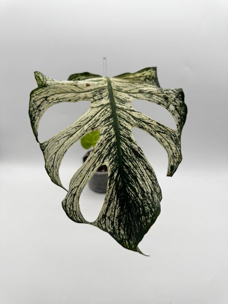 Monstera Devil Monster Variegata, Huis en Inrichting, Kamerplanten, Ophalen of Verzenden, Halfschaduw, Minder dan 100 cm