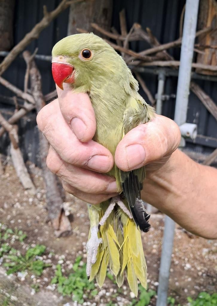 Jonge halsbandparkieten, Dieren en Toebehoren, Vogels | Parkieten en Papegaaien, Geslacht onbekend, Parkiet, Geringd