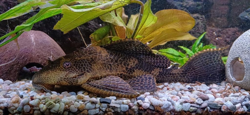 Grote volwassen Pleco, Vis, Zoetwatervis