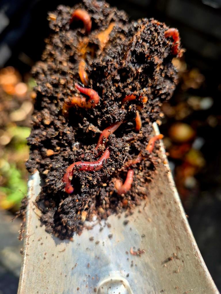 Compostwormen, Ophalen