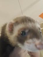 Fret, Juli, Mannelijk