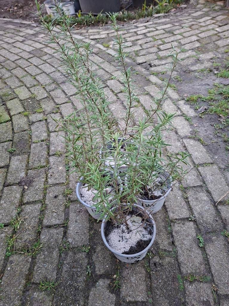 Rozemarijn 4 planten €5 per plant, Ophalen, Eenjarig, Overige soorten, Volle zon