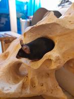 Kleurmuis overnemen, Dieren en Toebehoren, Knaagdieren, Muis, Vrouwelijk, Tam, September