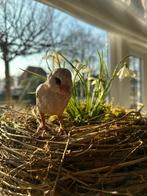 Kuikentje kip pasen paashaas  aardewerk wattenpopje, Ophalen of Verzenden