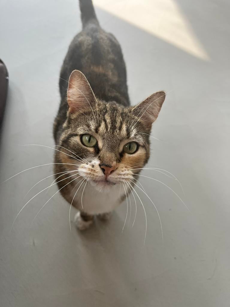 Oppas gezocht in Langeraar voor onze poes, Particuliere oppas