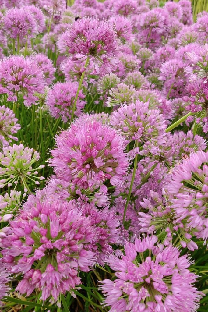 Allium senescens 'Avatar' / Sierui P9 pot, Ophalen of Verzenden, Vaste plant, Overige soorten, Volle zon