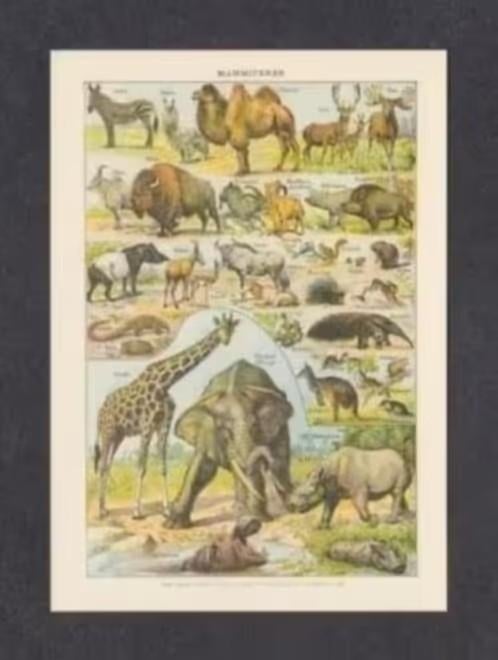 Giraf Olifant Neushoorn Nijlpaard Zebra Bizon Hert Kangoeroe, Ophalen of Verzenden, 1980 tot heden, Ongelopen, Natuur