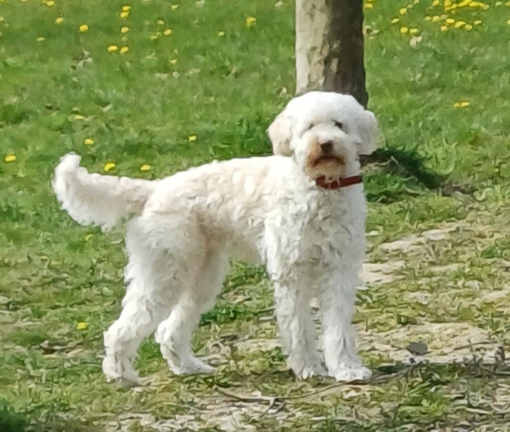 Dekreu gezocht voorkeur gaat uit naar een koningspoedel, lab, Reu, Parvo, Eén hond, 3 tot 5 jaar