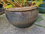 Grote, robuuste bloempot met Oleander/ Helleboris, Ophalen, Overige materialen, Gebruikt, Rond