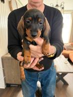 Nog 1 reutje over zoek een lieve huisje, Dieren en Toebehoren, HCC (leverziekte), Reu, 8 tot 15 weken, Korthaar