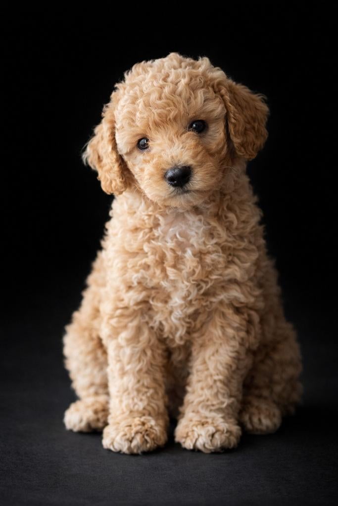 LAATSTE REU 💙️ Prachtige, gezonde, sociale toypoedel pup, Poedel, Parvo, 8 tot 15 weken, Meerdere