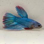 Betta splendens man 22, Dieren en Toebehoren, Vissen | Aquariumvissen, Vis
