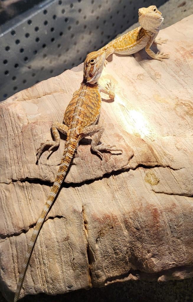 Pogona vitticeps - jonge baardagaam oranje, Dieren en Toebehoren, Reptielen en Amfibieën, 0 tot 2 jaar