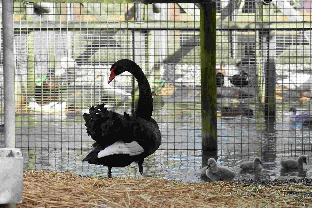 Zwarte zwanen | Koppels te koop | Losse dieren te koop, Dieren en Toebehoren, Pluimvee, Meerdere dieren, Gans of Zwaan