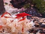 Neocaridina Bloody Mary, Dieren en Toebehoren, Kreeft, Krab of Garnaal, Zoetwatervis