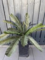 Cycas Palm , UV bestendig kunststof, Ophalen of Verzenden, Overige soorten, Volle zon