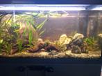 Eheim Vivaline 180 met onderkast, Ophalen, Gebruikt, Gevuld zoetwateraquarium