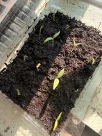 Aubergine plantjes en meer 🌱🍆🍅🍉🥒🌸, Ophalen, Voorjaar, Volle zon, Zaad