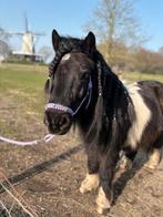 bijrijder shetlander gezocht, Dieren en Toebehoren