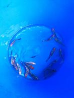 Shubunkin 10-12 cm desgewenst bezorgd aan huis, Goudvis(sen)