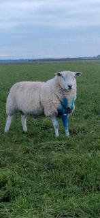Gekeurde Swifter dekram, Dieren en Toebehoren, Mannelijk, Schaap