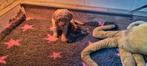 Labradoodle minni pupjes de laaste 3 reutjes, Overige rassen, Meerdere, Meerdere dieren, Nederland