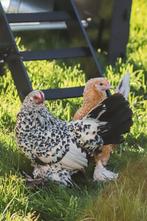 Rustige kleine kriel kippen | Sabelpoot krielkip, Dieren en Toebehoren, Meerdere dieren, Kip