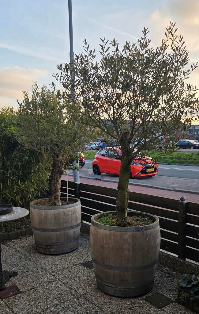 2 Oude Olijfbomen in Eiken wijnvaten, Tuin en Terras, Volle zon, Vaste plant, Bloeit niet, Ophalen