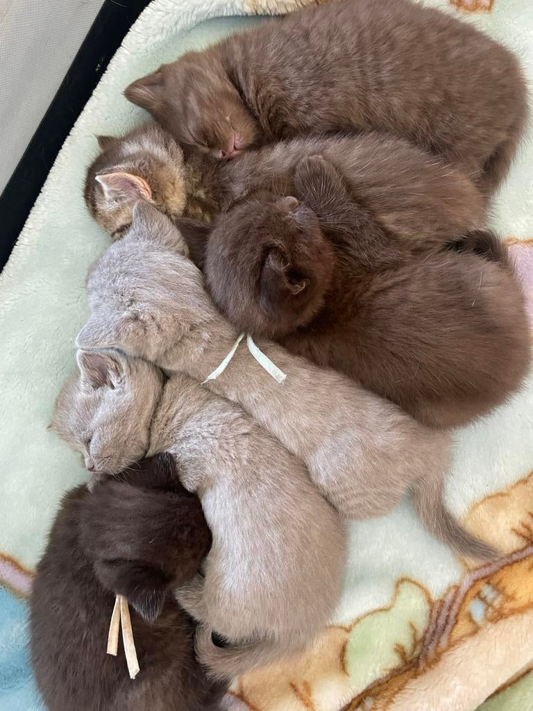 Laatste beschikbaar! Britse korthaar kittens, ook choco., Dieren en Toebehoren, Katten en Kittens | Raskatten | Korthaar, Meerdere dieren