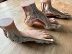 Somso anatomische voeten modellen 3 stuks, Ophalen of Verzenden, Zo goed als nieuw