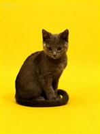 Chartreux kitten! Met stamboom!, Kater, Met stamboom, 0 tot 2 jaar