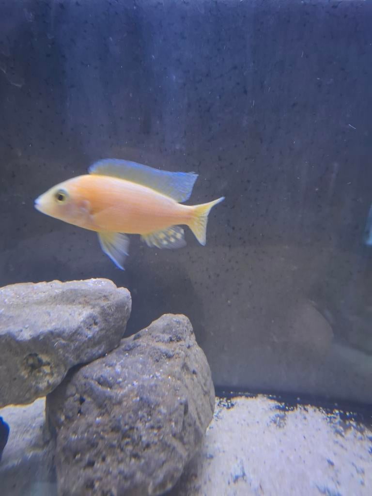 Aulonocara saffraan, Vis