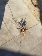 HOP plant humulus lupulus, Tuin en Terras, Planten | Tuinplanten, Ophalen of Verzenden, Overige soorten, Volle zon