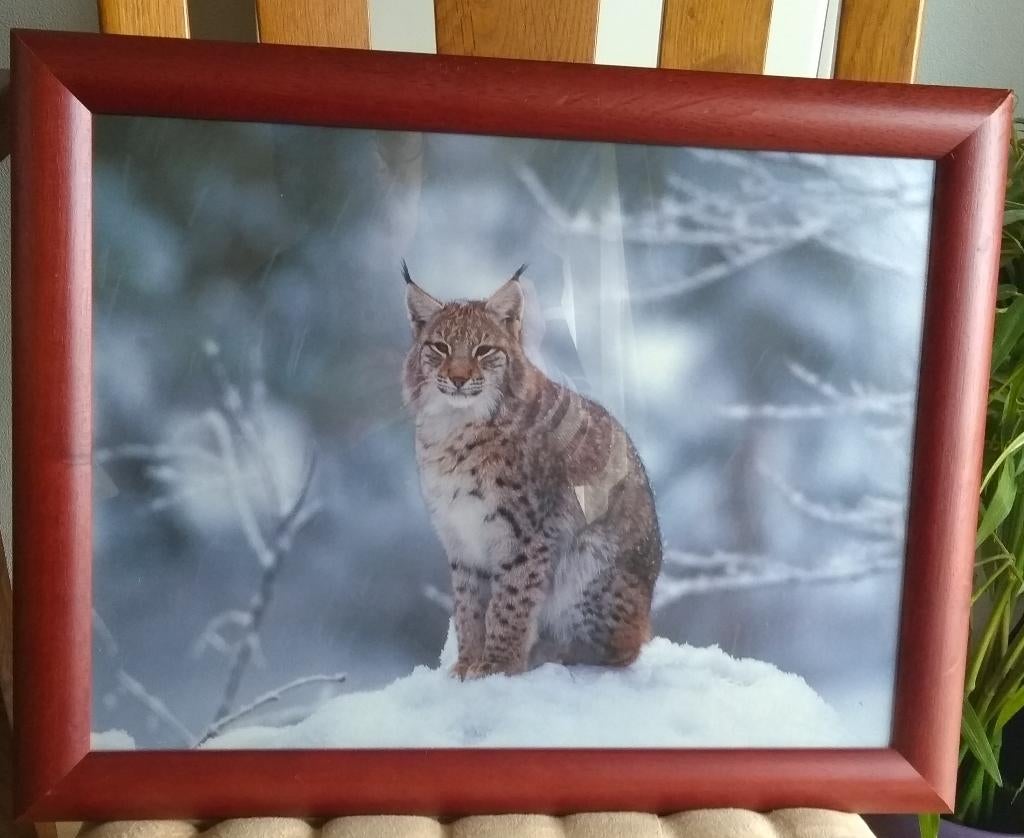 SCHILDERIJ met LYNX     (zo goed als nieuw), Ophalen of Verzenden, Zo goed als nieuw, Schilderij, Minder dan 50 cm