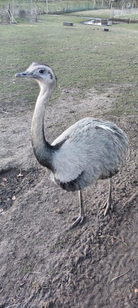 Nandoe, Dieren en Toebehoren, Pluimvee, Kip, Geslacht onbekend