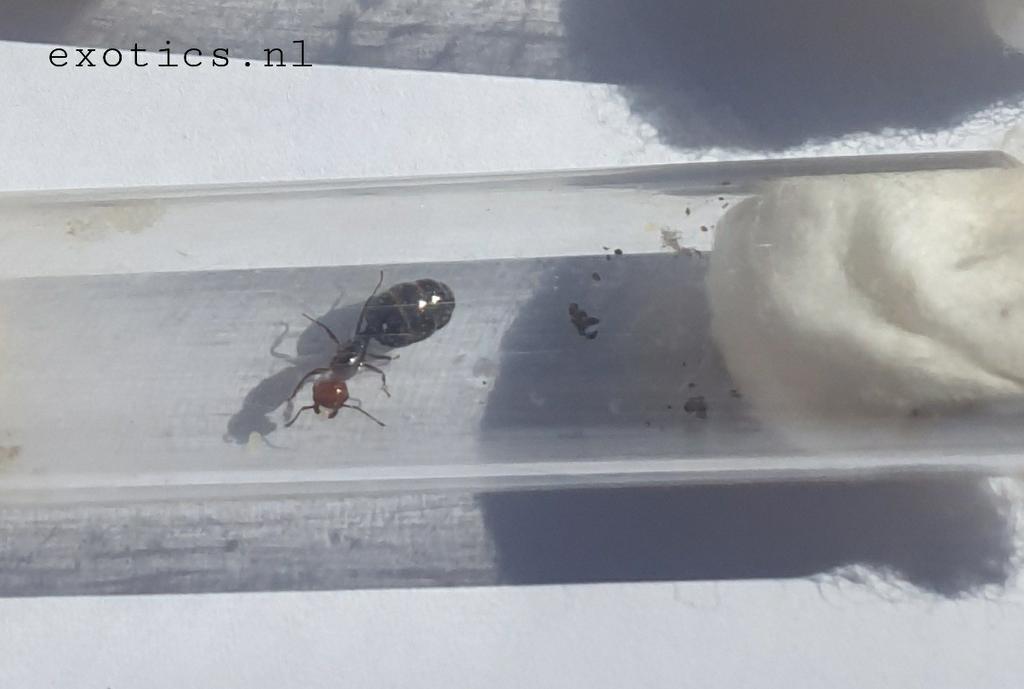 Crematogaster scutellaris schorpioenmier koningin met broed!, Mieren
