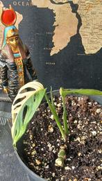 Monstera Half Moon, Ophalen of Verzenden, Halfschaduw, Minder dan 100 cm