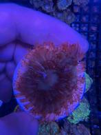 Verschillende oren, Overige typen, Zoutwatervis