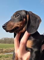 Teckel pups, Dieren en Toebehoren, Honden | Teckels en Dashonden, Parvo, 8 tot 15 weken, Korthaar, Dwerg