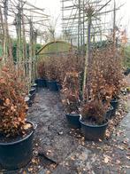 Rode Beukenhaag - Fagus Sylvatica 'Purpurea', Ophalen, Beukenhaag, Haag, 100 tot 250 cm