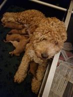 Mooie golden doodles te koop, Parvo, Overige rassen, 8 tot 15 weken, Meerdere