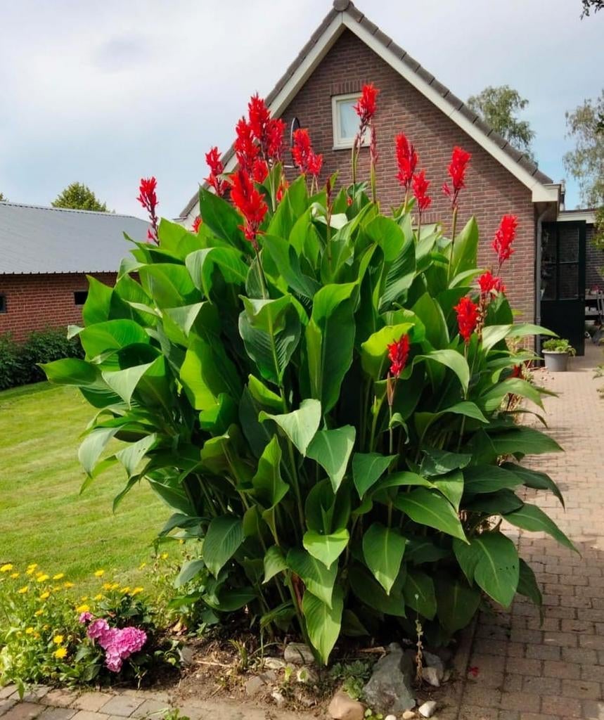 Canna knollen rood, Tuin en Terras, Planten | Tuinplanten, Ophalen of Verzenden, Overige soorten, Volle zon