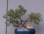 Juniperus bonsai, Minder dan 100 cm, Volle zon, In pot, Overige soorten