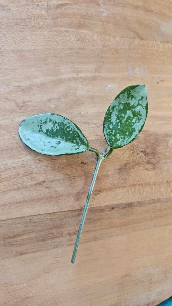 Hoya AH074, Ophalen of Verzenden, Halfschaduw, Minder dan 100 cm